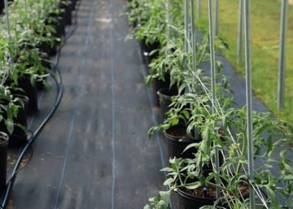 plant systems practice pdf